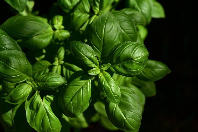 Creating a Hanging Herb Garden