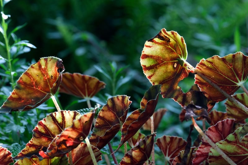 Begonias
